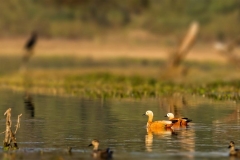 gallery_bharatpur_1