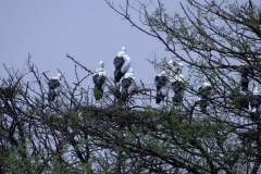 gallery_bharatpur_2