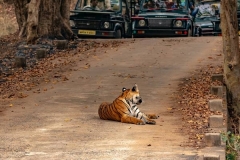 gallery_ranthambore_1