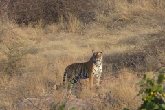 gallery_ranthambore_2